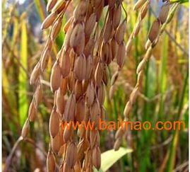 高效農(nóng)副產(chǎn)品加工與優(yōu)惠精米供應商指南